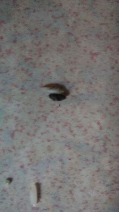 蟑螂粪便图片,揭示害虫生活习性的微观视角